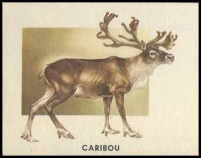 163 Caribou